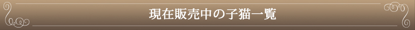 現在販売中の子猫一覧