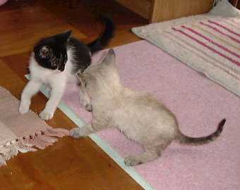 子猫