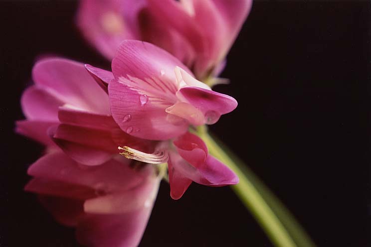 蓮華草、小蝶花